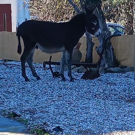 Вилла Casa Janeiro Alentejo Порталегри Экстерьер фото